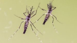 Drei Zika-Virus-Fälle im Südwesten