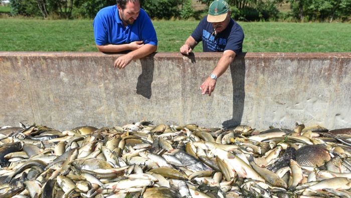 Sauerstoffmangel wegen Algen löst Fischsterben aus