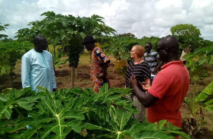 Filderstädter Verein  in Gambia: Bäume helfen den Menschen und dem Klima