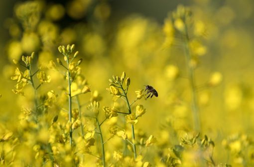 Auch für Bienen soll der Garten eine Nahrungsquelle sein. Foto: dpa