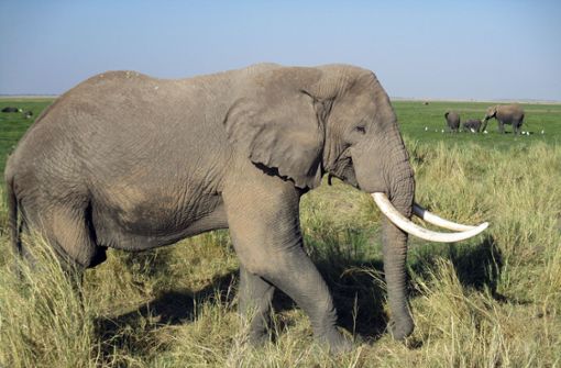 In Afrika hat ein Elefant einen britischen Soldaten getötet. (Symbolbild) Foto: dpa