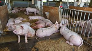 In einer Suhle kühlen sich die Schweine im Tierwohlstall des Burghofs in Neuhausen nicht nur an heißen Tagen ab. Im Maststall haben sie auch mehr Platz. Foto: Horst Rudel