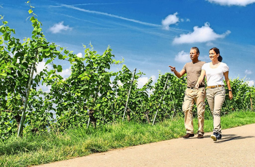 Schon jetzt sehr beliebt und in circa 34 Monaten von konditionsstarken Gästen aus der ganzen Republik noch häufiger frequentiert: Das „Wanderparadies“ zwischen den Weinreben auf dem Fellbacher Kappelberg.