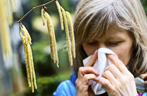 Die Pollen der Haselnuss lösen bei vielen Deutsche allergische Reaktionen aus. Foto: dpa
