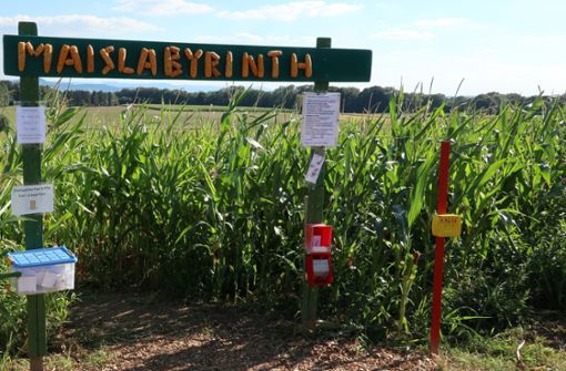 Das Maislabyrinth sieht jedes Jahr anders aus. Foto: Gemeinde Alfdorf