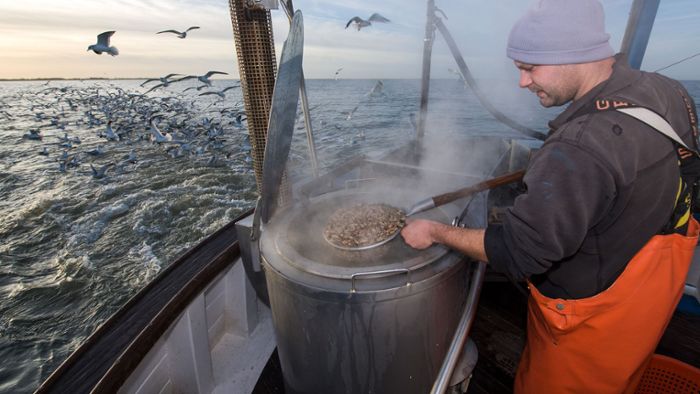 Rasanter Temperaturanstieg in der Nordsee