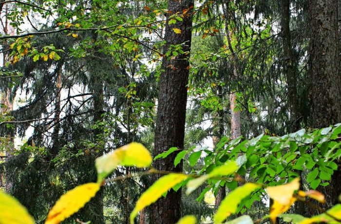 Sonne und Regen auf den Fildern: Was dieses Wetter für den Wald bedeutet