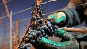 Die Zukunft des Weinbaus