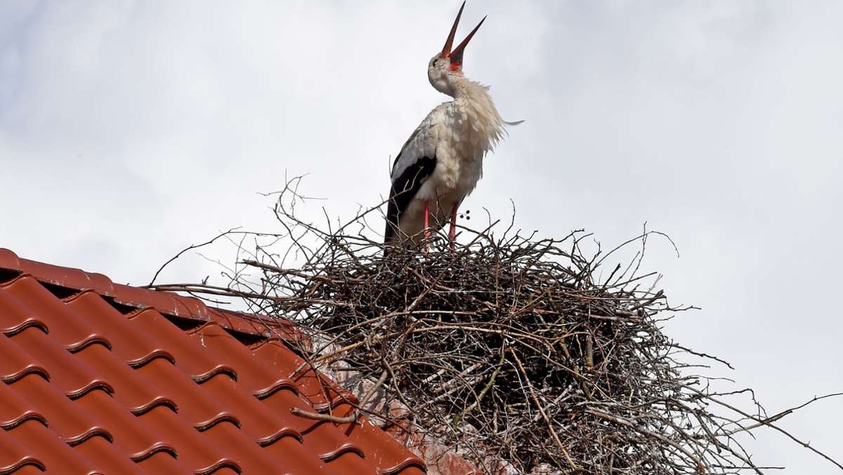 Vogelzug in Stuttgart: Störche machen Rast auf dem Fasanenhof
