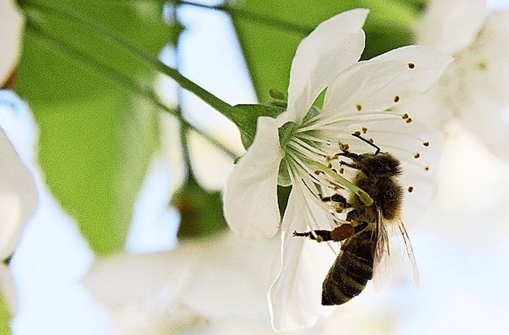 Bienen finden hierzulande immer weniger Nahrung. Foto: z/Pro Biene