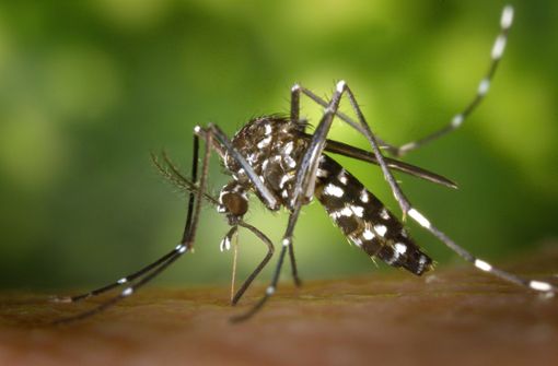 Das Virus wird von Stechmücken übertragen. Foto: dpa
