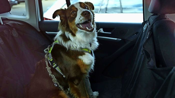 Hund aus verschlossenem Auto gerettet