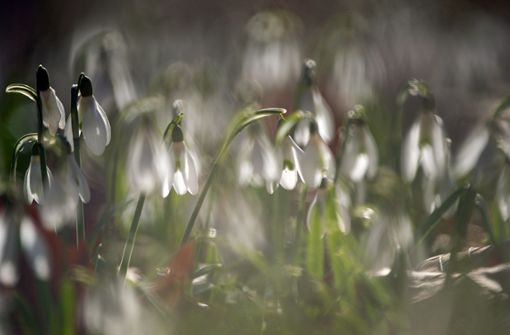 Schneeglöckchen kündigen den Frühling an Foto: dpa/Sebastian Gollnow