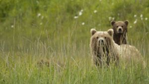 Drei verwaiste Grizzlyjungen wurden in den USA gerettet. (Symbolbild) Foto: imago images/Nature Picture Library