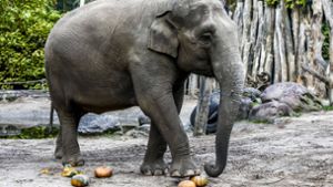 Tierpfleger wird von Elefantenkuh tödlich verletzt