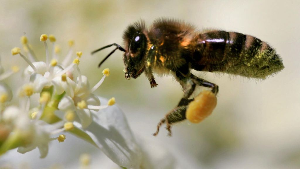 Bienen: Hohenheimer Forscher entdecken Antimilbenmittel