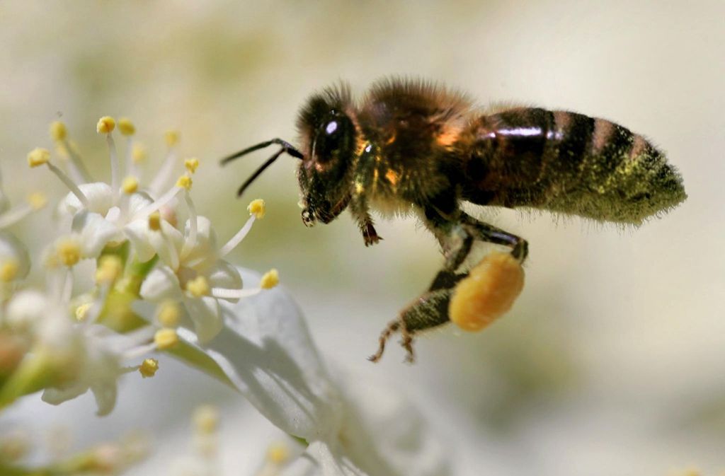Eine Honigbiene sammelt Pollen und Nektar. Foto: dpa