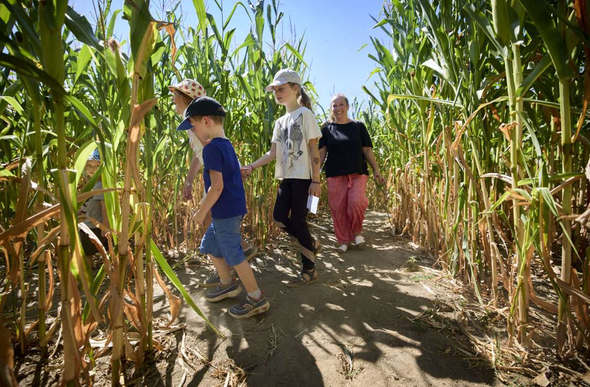 Familie um Familie verschwindet im Maislabyrinth – zu entdecken gibt es vieles.