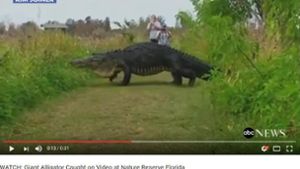 Riesenalligator in Florida gesichtet