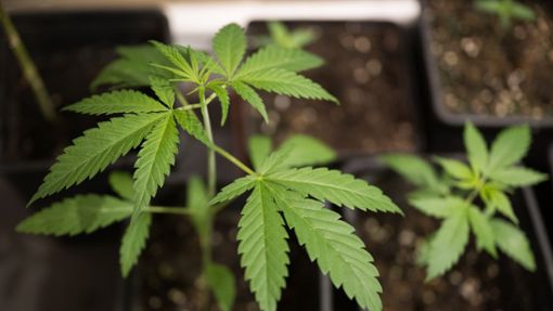 In privaten Haushalten darf künftig Cannabis angebaut werden. Erlaubt sind bis zu drei Pflanzen. Foto: dpa/Sebastian Gollnow