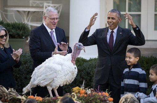 Ein bisschen albern fand Barack Obama das Begnadigen der Truthähne ja schon, doch anlässlich seines letzten Thanksgiving im Amt hat er zwei Truthähnen das Leben gerettet. Foto: dpa