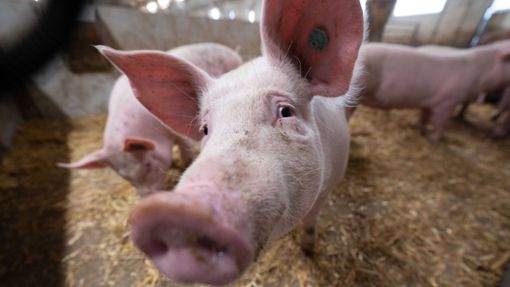 Die Ampel-Koalition hat als Anschub für den „Tierwohlcent“ vorerst eine Milliarde Euro reserviert, die aber nur bis 2026 reichen und nur für die Schweinehaltung vorgesehen sind Foto: red/Marijan Murat