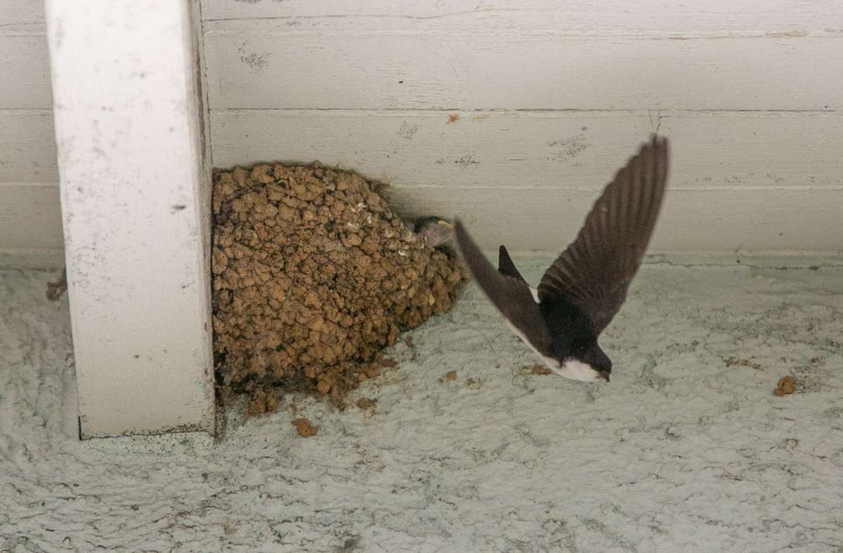 Die Alttiere besuchen das Nest nur zum Füttern, sobald die Küken geschlüpft sind Foto: Roberto Bulgrin