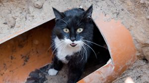 Die Tierschutzorganisation Peta zahlt Geld für Hinweise auf einen Katzenquäler. Foto: dpa