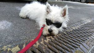 Ein Hund mit Sonnenbrille – gibt es etwas cooleres? Foto: Katja Biber
