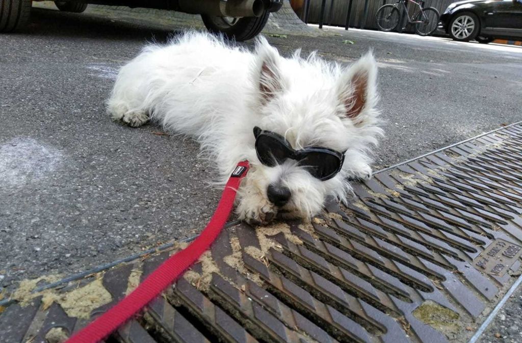 Ein Hund mit Sonnenbrille – gibt es etwas cooleres?