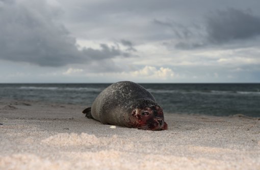 Seit Anfang des Monats sind an Schleswig-Holsteins Nordseeküste auffällig viele Seehunde gestorben. Foto: dpa