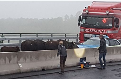 Die betäubten Wasserbüffel stehen auf der Autobahn 3 zwischen dem Dreieck Langenfeld und dem Kreuz Leverkusen in Nordrhein-Westfalen. Foto: dpa/WDR