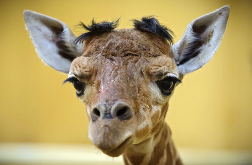Dieses Giraffenbaby hat in Ungarn das Licht der Welt erblickt.