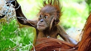 Vom Aussterben bedrohte Art: die Orang-Utans (hier im Münchner Zoo) Foto: dpa