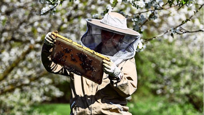 Warum Läuse Bienen krank machen