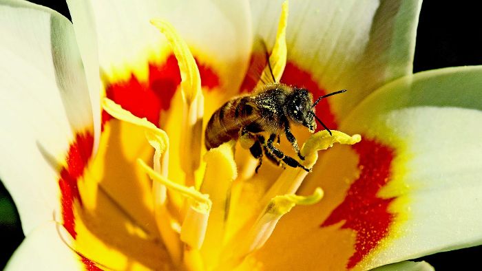 Die Bienenzucht liegt im Trend