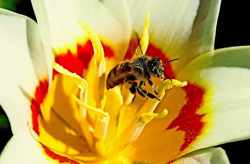 Bienen übernehmen eine wichtige Aufgabe beim Bestäuben der Pflanzen. Foto: dpa