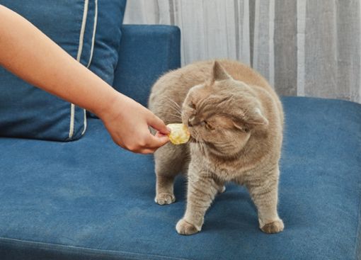 Erfahren Sie, ob Katzen Chips essen können und welche gesundheitlichen Bedenken es geben könnte.