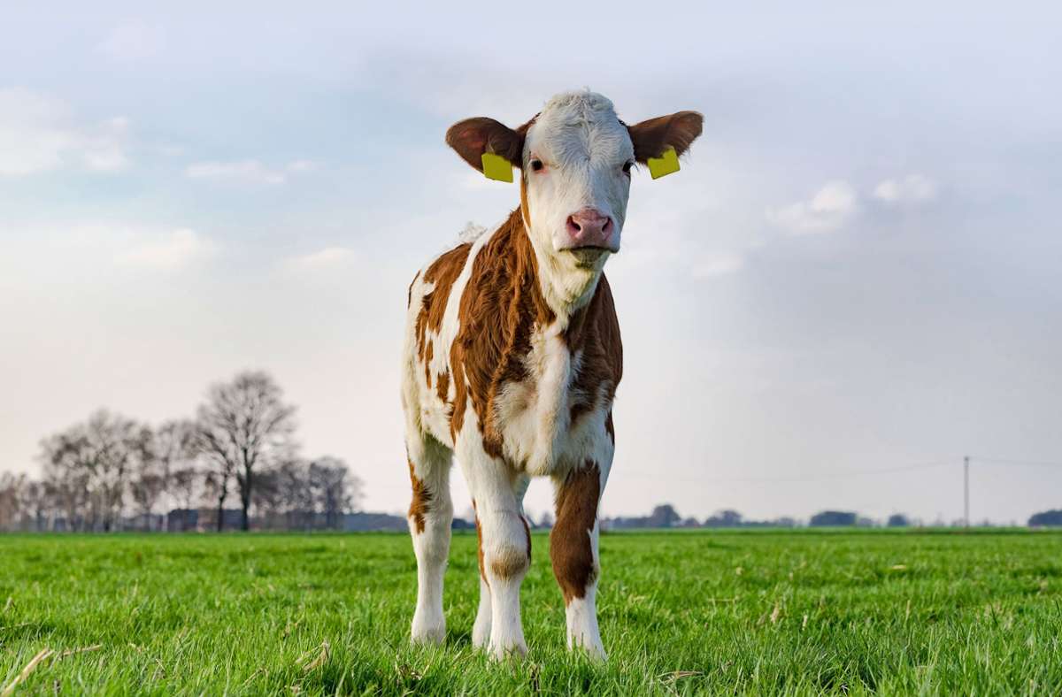 Ein Kalb pro Jahr bekommen Milchkühe in der Regel – so groß ist die Nachfrage nach Kalbfleisch aber nicht. Foto: imago/Countrypixel