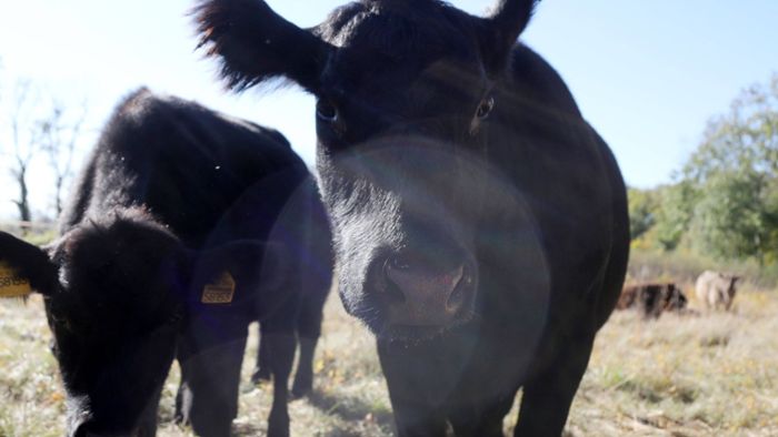 15 Rinder von Koppel entlaufen - Unbekannter öffnete das Tor