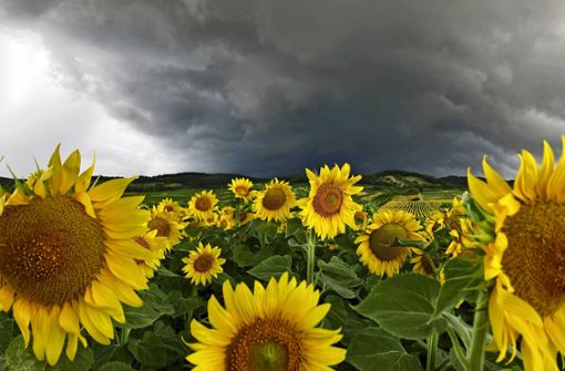 Sonnenblumenfelder sind im Landkreis selten anzutreffen. Foto: dpa/Hans Klaus Techt