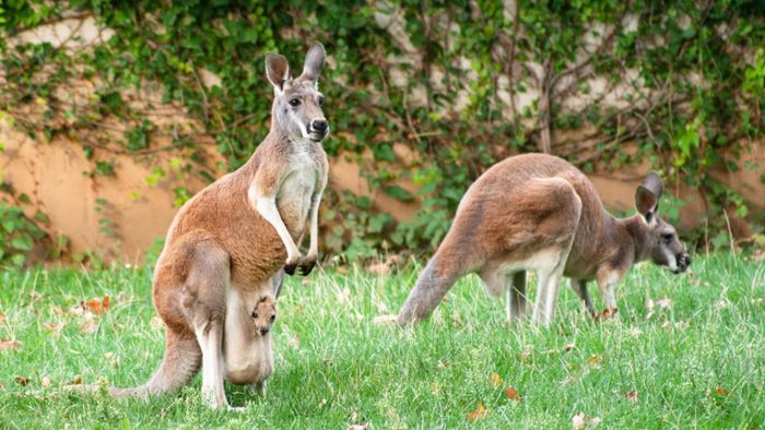 Känguru-Nachwuchs lugt aus dem mütterlichen Beutel