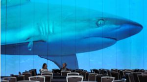 Vorsicht Hai: Teilnehmer der Meeresschutzkonferenz vor einem riesigen Unterwasservideo Foto: //Darryl Dyck