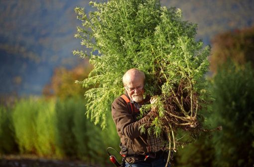 Ernst Haller ist einer der Landwirte, die die Pflanze Artemisia annua anbauen. Foto: Stoppel