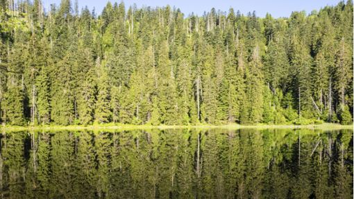 Der Wilde See gehört zum Herzen des Nationalparks Schwarzwald. Foto: Arne Kolb/Nationalpark
