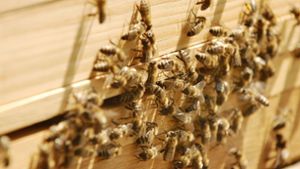 Unbekannter stiehlt Bienenvölker