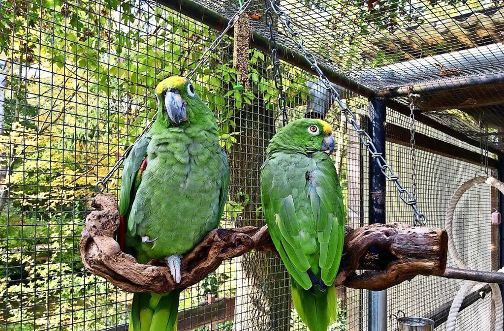 Das Mülleramazonen-Männchen Rico (links) ist wieder zurück im Tierpark. Von seiner Partnerin Amy, eine Gelbstirnamazone, fehlt weiterhin jede Spur. Foto: Tierpark Nymphaea