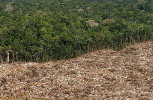 Gefällte Bäume am Rad eines Urwaldes in der brasilianischen Amazonas-Region Foto: dpa/Marcelo Sayao
