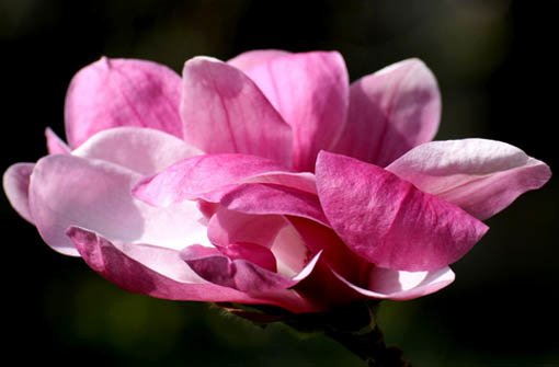 Spät dran, aber wunderschön: Die Magnolienblüte in der Wilhelma hat vermutlich am Wochenende ihren Höhepunkt erreicht. Unsere Leserfotografen haben die Pracht festgehalten. Foto: Leserfotograf armin