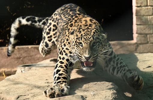 Der Leopard entkam aus einem Privathaushalt. Foto: AFP/AAMIR QURESHI